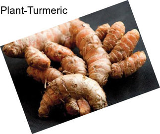 Plant-Turmeric