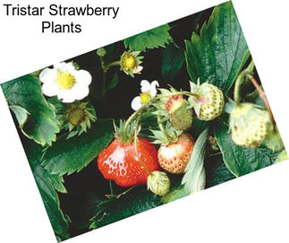 Tristar Strawberry Plants