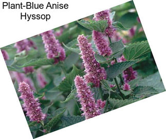 Plant-Blue Anise Hyssop