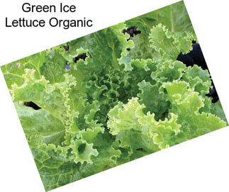 Green Ice Lettuce Organic