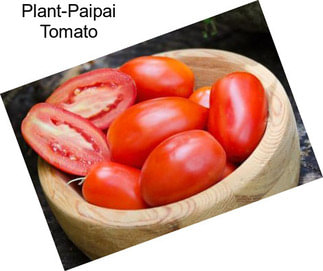 Plant-Paipai Tomato