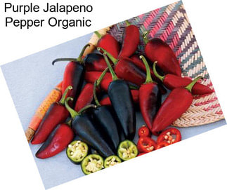 Purple Jalapeno Pepper Organic
