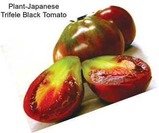 Plant-Japanese Trifele Black Tomato
