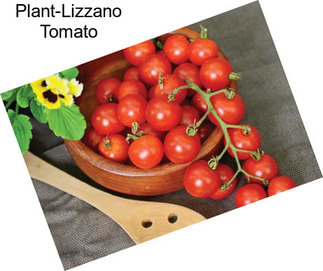 Plant-Lizzano Tomato