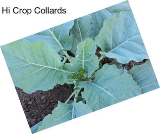 Hi Crop Collards