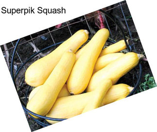 Superpik Squash