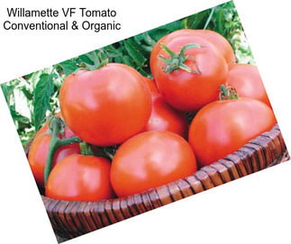 Willamette VF Tomato Conventional & Organic