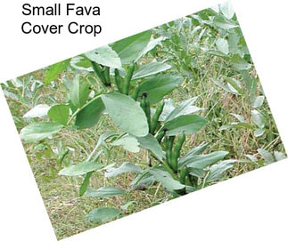 Small Fava Cover Crop