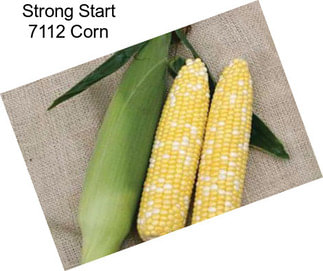 Strong Start 7112 Corn