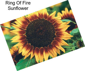 Ring Of Fire Sunflower