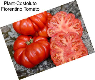 Plant-Costoluto Fiorentino Tomato