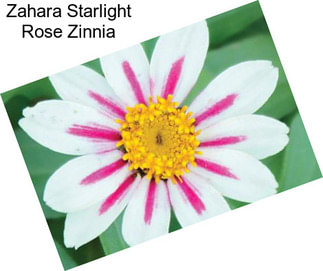 Zahara Starlight Rose Zinnia