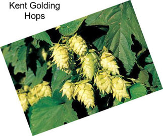 Kent Golding Hops