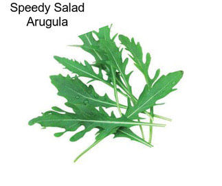 Speedy Salad Arugula