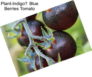 Plant-Indigo Blue Berries Tomato