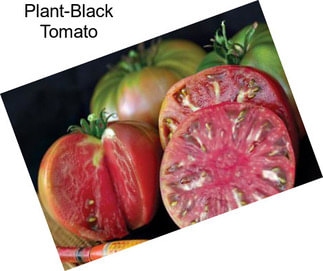 Plant-Black Tomato