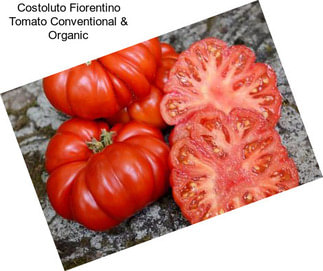 Costoluto Fiorentino Tomato Conventional & Organic