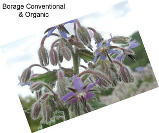 Borage Conventional & Organic