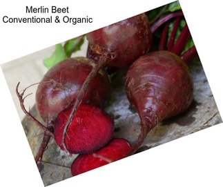 Merlin Beet Conventional & Organic