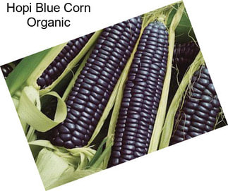 Hopi Blue Corn Organic