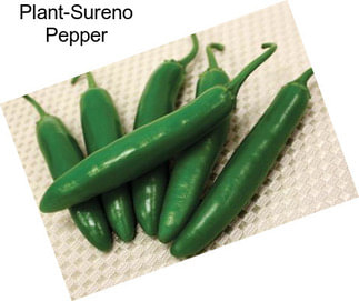 Plant-Sureno Pepper