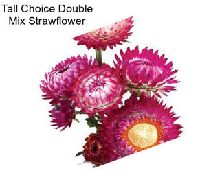 Tall Choice Double Mix Strawflower