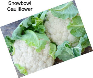 Snowbowl Cauliflower