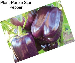 Plant-Purple Star Pepper