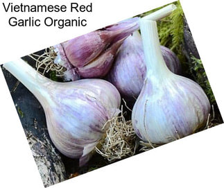 Vietnamese Red Garlic Organic