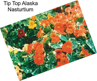 Tip Top Alaska Nasturtium