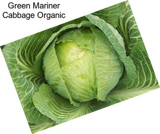 Green Mariner Cabbage Organic