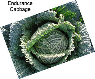 Endurance Cabbage