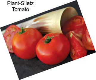 Plant-Siletz Tomato