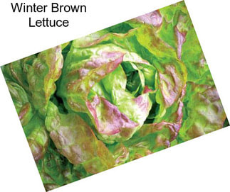 Winter Brown Lettuce