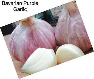 Bavarian Purple Garlic