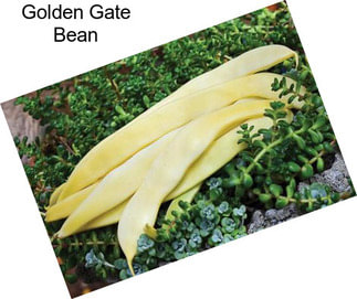 Golden Gate Bean