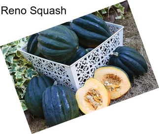 Reno Squash