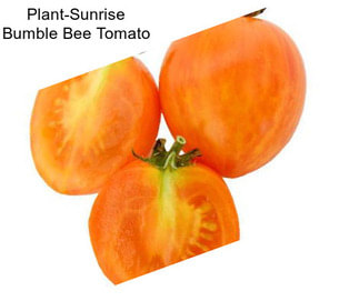 Plant-Sunrise Bumble Bee Tomato