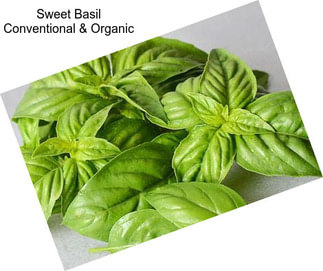 Sweet Basil Conventional & Organic