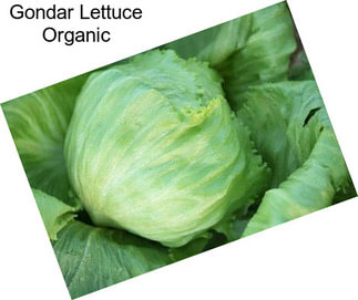 Gondar Lettuce Organic