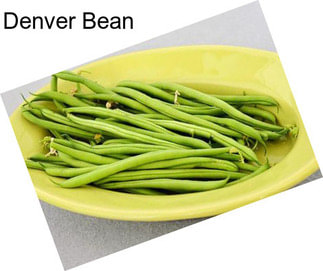 Denver Bean