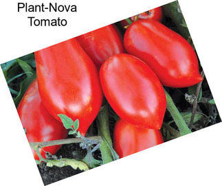 Plant-Nova Tomato