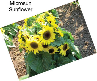 Microsun Sunflower