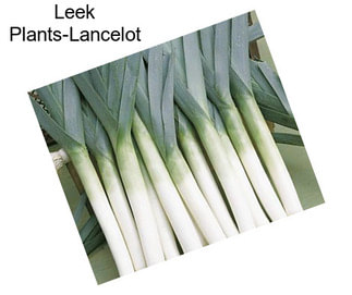 Leek Plants-Lancelot