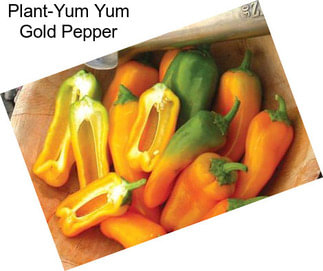 Plant-Yum Yum Gold Pepper