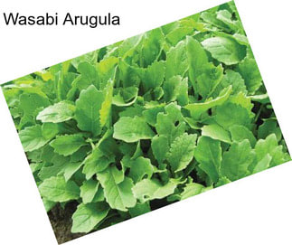 Wasabi Arugula