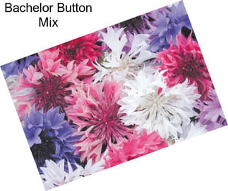 Bachelor Button Mix