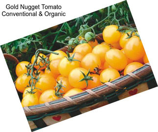 Gold Nugget Tomato Conventional & Organic
