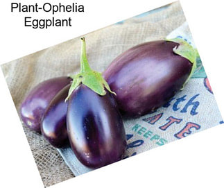 Plant-Ophelia Eggplant