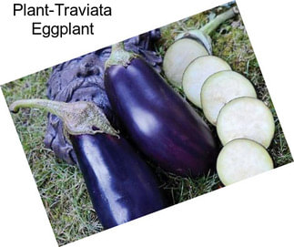 Plant-Traviata Eggplant